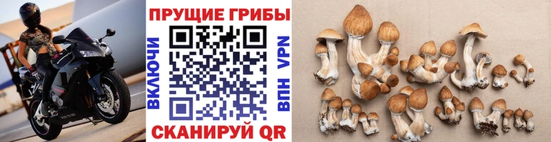 где купить   Нерюнгри  мега   Псилоцибиновые грибы Magic Shrooms 