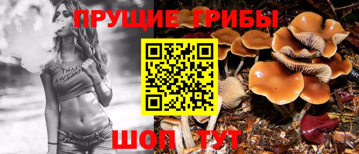 Галлюциногенные грибы Psilocybe  Нерюнгри 